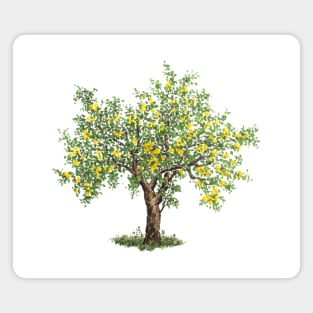 November birthday lemon tree Magnet